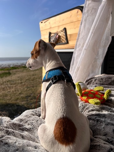 Photo de profil de Zigzagueur Tintinnabulant