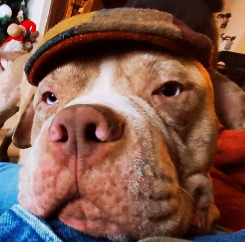 Photo de profil de Pèlerin Zinzin