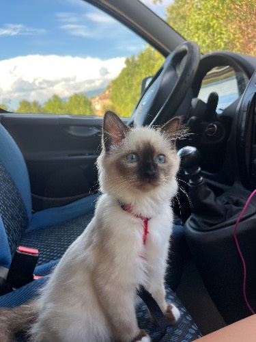 Photo de profil de Ludo le scudo 