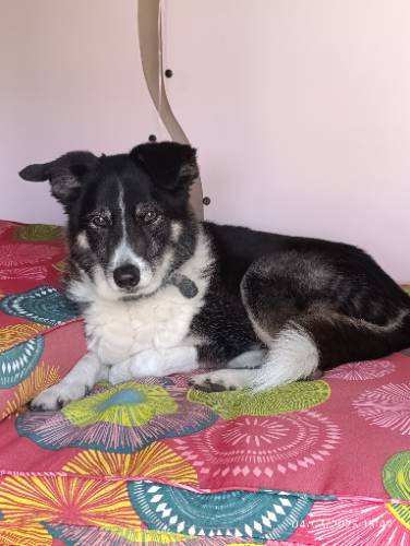 Photo de profil de Pitchounechipie