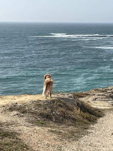 Photo de profil de Loopingvan