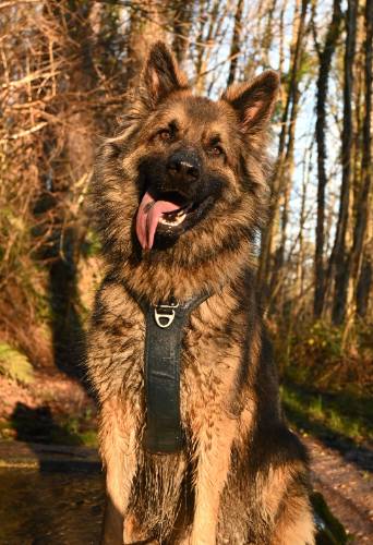 Photo de profil de Arya, Sirius et FloFlo