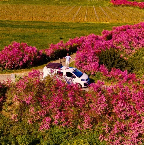 Aussie Van