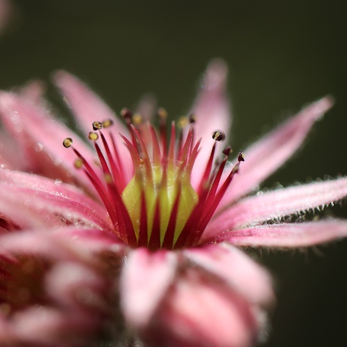 Photo de profil de Severic