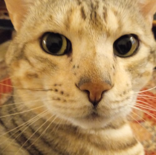 Photo de profil de Mokka le routard