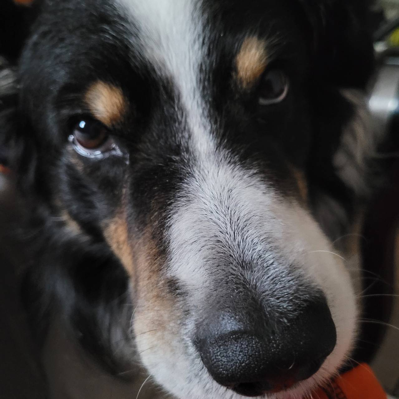 Bruno / Pumbaa